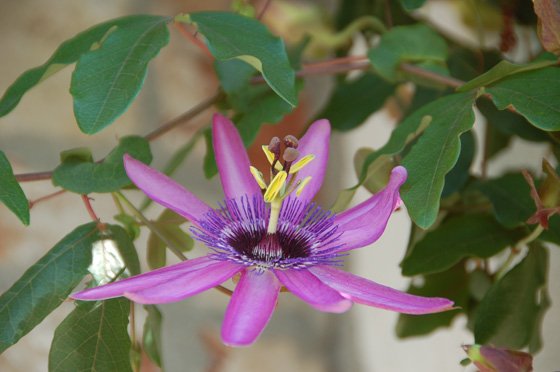 Passiflora amethyst